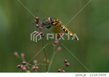 八丁トンボとチゴザサ 121815976