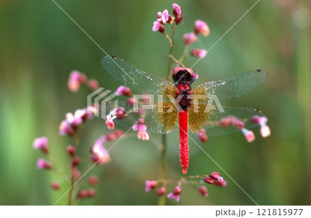 八丁トンボとチゴザサ 121815977