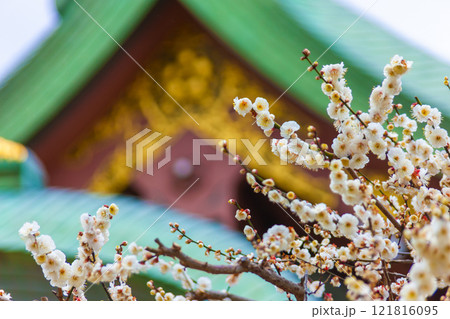 天満宮の梅 天満宮の梅 121816095