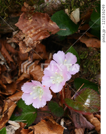 谷川連峰・白毛門のイワウチワ 谷川連峰・白毛門のイワウチワ 121816249