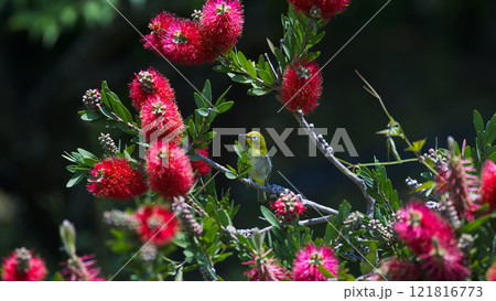 赤い花の蜜を吸うメジロ 赤い花の蜜を吸うメジロ 121816773