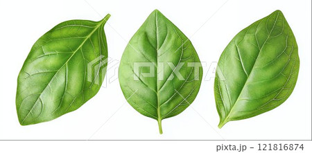 Basil leaves isolated on white background with clipping path, collection 121816874