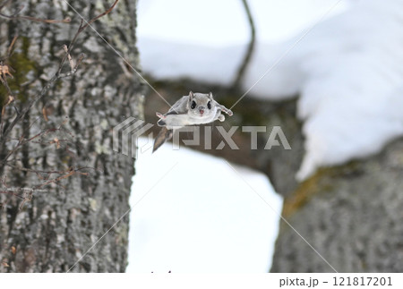 北海道の公園で昼間に木々の間を飛ぶエゾモモンガ 121817201