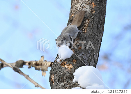 北海道の公園で昼間に木に積もった雪を食べるエゾモモンガ 北海道の公園で昼間に木に積もった雪を食べるエゾモモンガ 121817225