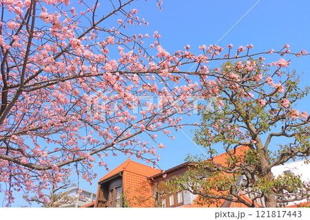 愛知県名古屋市、文化のみち二葉館と桜の風景 121817443