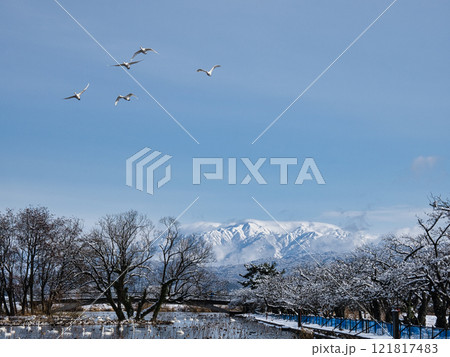 白鳥の飛ぶ瓢湖と二王子岳遠望 121817483