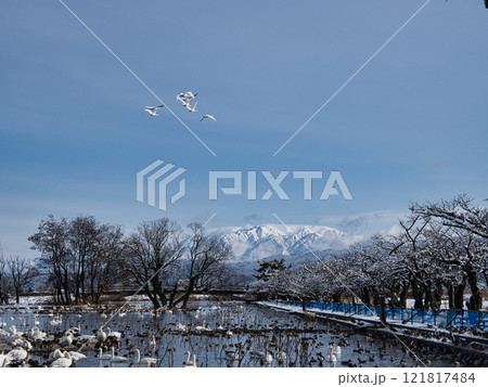 白鳥の飛ぶ瓢湖と二王子岳遠望 121817484