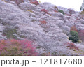 山に咲く山桜 121817680