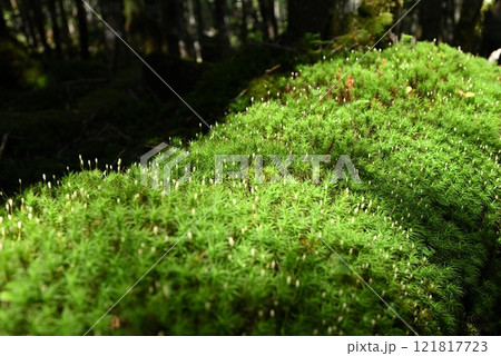 蓼科登山、長野県 蓼科登山、長野県 121817723