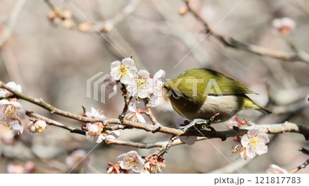 梅の花の蜜を吸うメジロ 121817783