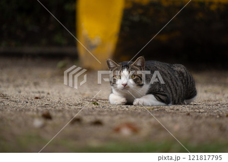 公園の真ん中で伏せをしてるキジトラ柄とハチワレ柄の野良猫 公園の真ん中で伏せをしてるキジトラ柄とハチワレ柄の野良猫 121817795