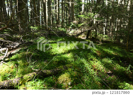 蓼科登山、長野県 蓼科登山、長野県 121817860