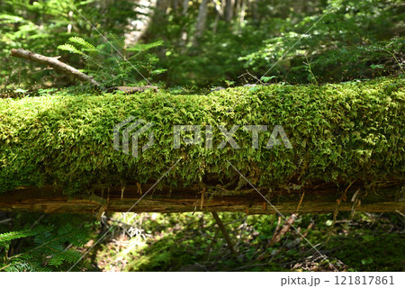 蓼科登山、長野県 蓼科登山、長野県 121817861
