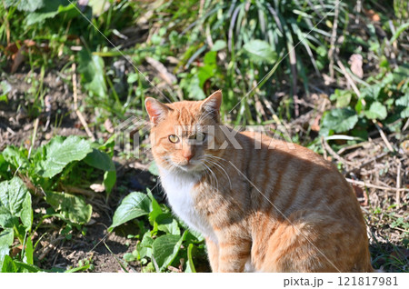 こちらを見つめる猫 121817981