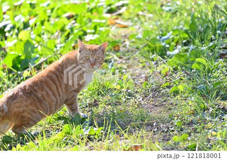 見つめる猫 121818001