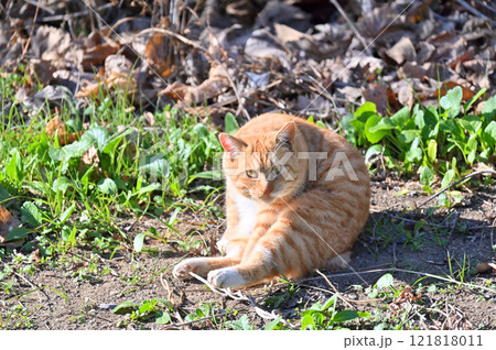 日向ぼっこ中の猫 121818011