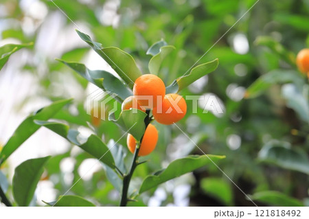 かわいいきんかんの実 121818492