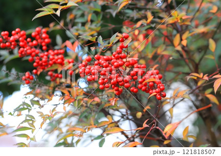 赤い南天（ナンテン）の実　 121818507