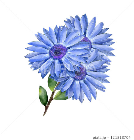 Chrysanthemum, rudbeckia on a branch with green leaves. Hand drawn watercolor illustration. Isolated on a white background. Botanical drawing of a wildflower. Sublimation. For printing, textiles 121818704