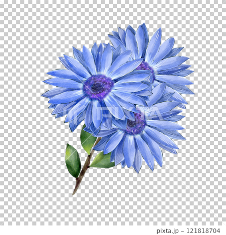 Chrysanthemum, rudbeckia on a branch with green leaves. Hand drawn watercolor illustration. Isolated on a white background. Botanical drawing of a wildflower. Sublimation. For printing, textiles 121818704