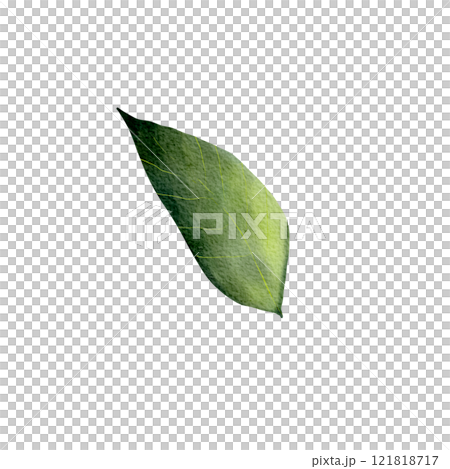 Green leaf. Isolated object on a white background. Watercolor realistic illustration, leaves of various trees, hand drawn. Summer season. For cards, decoration, invitations, print, textile 121818717