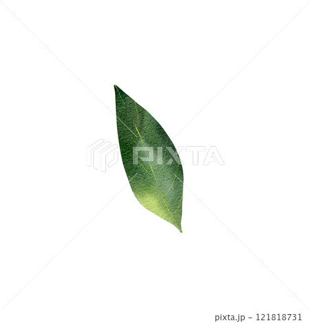 Green leaf. Isolated object on a white background. Watercolor realistic illustration, leaves of various trees, hand drawn. Summer season. For cards, decoration, invitations, print, textile Green leaf. Isolated object on a white background. Watercolor realistic illustration, leaves of various trees, hand drawn. Summer season. For cards, decoration, invitations, print, textile 121818731