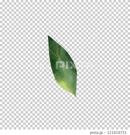Green leaf. Isolated object on a white background. Watercolor realistic illustration, leaves of various trees, hand drawn. Summer season. For cards, decoration, invitations, print, textile Green leaf. Isolated object on a white background. Watercolor realistic illustration, leaves of various trees, hand drawn. Summer season. For cards, decoration, invitations, print, textile 121818731
