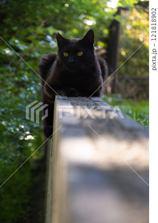 塀の上で尻尾をだらんとしてる黒猫の野良猫 121818902