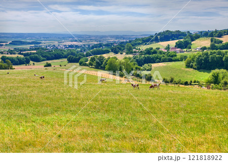 Cows grazing on grass field of lush farmland between trees in rural countryside. Bovine livestock eating grass on a peaceful and quiet nature landscape in France. Organic and free range meat industry Cows grazing on grass field of lush farmland between trees in rural countryside. Bovine livestock eating grass on a peaceful and quiet nature landscape in France. Organic and free range meat industry 121818922
