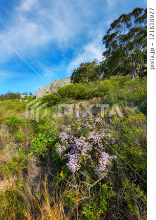 Pink aster fynbos flowers growing on lush, green and dense bushes and shrubs in remote environmental and nature conservation. Flora and plants in a peaceful, serene and uncultivated local countryside 121818927
