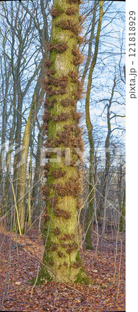 Moss and algae growing on trees in a forest with dead brown leafs on the ground in winter. Natural landscape with wooden texture of old bark and trunks on a sunny day in a remote and peaceful meadow 121818929