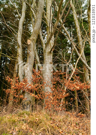 European beech plant in an autumn forest or the woods. Low angle nature landscape of red orange leaves on wild plants growing near lots of tree trunks. Eco friendly environment with leafless trees European beech plant in an autumn forest or the woods. Low angle nature landscape of red orange leaves on wild plants growing near lots of tree trunks. Eco friendly environment with leafless trees 121818931