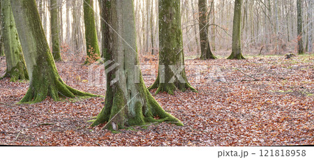 Tall beech tree trunks with moss and algae growing in a forest outdoors. Scenic natural landscape with wooden texture of old bark in a remote and peaceful meadow with autumn leaves on the ground 121818958