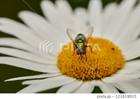 Pollen, plants and flower being pollinated by a fly in a nature park, garden or field. Insect, bee or bug collecting, gathering or getting nectar from a daisy flower in a natural environment 121819015