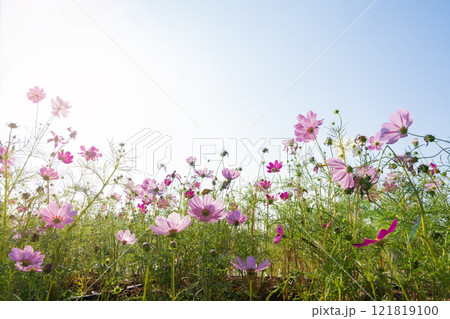 Pink cosmos flowers full blooming in summer garden,Field of cosmos flower on blue sky background. 121819100
