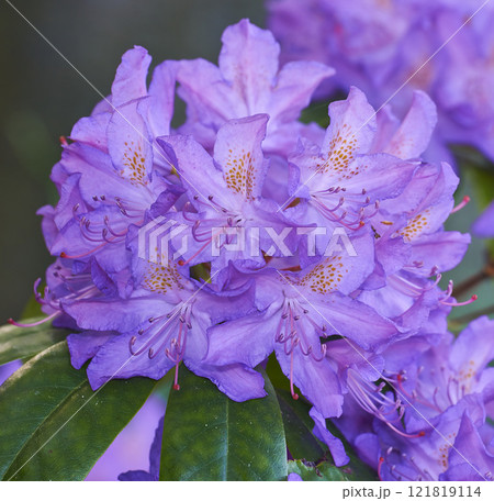Beautiful closeup of colorful flowers blooming in a backyard garden or botanical forest on a Spring day. Catawba rosebay Azaleas species plant growing in natural grassland with green leaves. Beautiful closeup of colorful flowers blooming in a backyard garden or botanical forest on a Spring day. Catawba rosebay Azaleas species plant growing in natural grassland with green leaves. 121819114