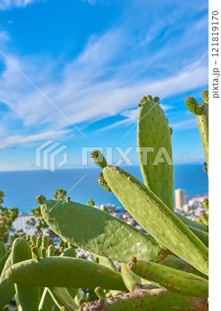 Blue sky, closeup of green nopal cactus plant growing on a hill with ocean or sea background. Succulent prickly pear fruit farmed or cultivated for nutrition, antioxidants or vitamins with copy space Blue sky, closeup of green nopal cactus plant growing on a hill with ocean or sea background. Succulent prickly pear fruit farmed or cultivated for nutrition, antioxidants or vitamins with copy space 121819170