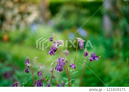 My garden. Purple flowers blooming in a garden against blurred green background with copy space. Common columbine or Aquilegia vulgaris plant after flowering season in a field or forest outdoors. My garden. Purple flowers blooming in a garden against blurred green background with copy space. Common columbine or Aquilegia vulgaris plant after flowering season in a field or forest outdoors. 121819171