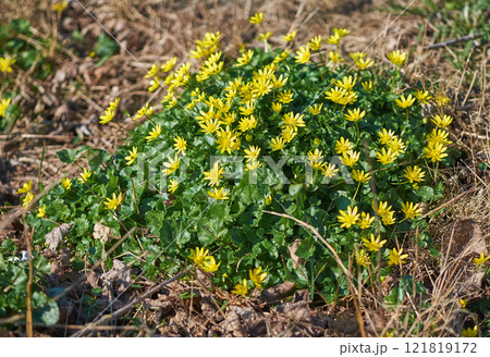 Beautiful yellow flowers growing in a forest or nature enviroment. Closeup of lesser celandine, poisonous flowering plant from the ficaria species blooming amongst autumn leaves and brown grass Beautiful yellow flowers growing in a forest or nature enviroment. Closeup of lesser celandine, poisonous flowering plant from the ficaria species blooming amongst autumn leaves and brown grass 121819172