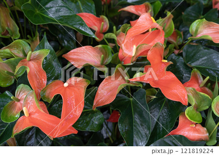 Red anthurium flowers ( tailflower, flamingo flower, laceleaf ) Red anthurium flowers ( tailflower, flamingo flower, laceleaf ) 121819224
