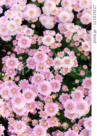 Pink chrysanthemum flowers autumn floral. Pink chrysanthemum flowers autumn floral. 121819227