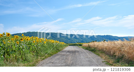 Fields of sunflowers and reeds on an empty road or pathway against a blue sky in the countryside. Scenic landscape view of a secluded street in a natural area. Grassland with plants and vegetation Fields of sunflowers and reeds on an empty road or pathway against a blue sky in the countryside. Scenic landscape view of a secluded street in a natural area. Grassland with plants and vegetation 121819306