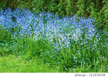 Landscape view of Bluebell flowers growing in a backyard garden in summer. Scilla siberica opening up and blooming on a lush green lawn in spring. Pretty flowering plants on a flowerbed in a park Landscape view of Bluebell flowers growing in a backyard garden in summer. Scilla siberica opening up and blooming on a lush green lawn in spring. Pretty flowering plants on a flowerbed in a park 121819336
