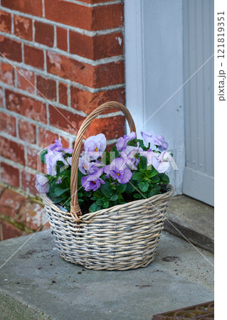 Purple and white johnny jump up flowers in wicker basket on home doorstep as a gift and present for valentines day, birthday or anniversary. Bunch of pansies from landscaped and horticulture backyard 121819351