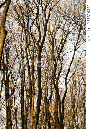 Autumn view of dry beech tree forest background in dense, remote or countryside woods in Norway. Texture detail of wood growing for timber in serene, private or secluded nature or environment reserve 121819352
