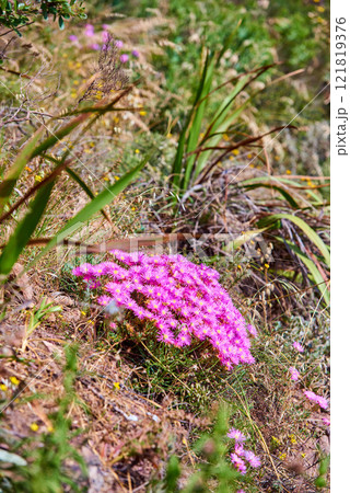Pink dew plant flowers and wild grass growing on mountain side out in nature on a sunny day. The beautiful and succulent delosperma cooperi or mesembryanthemum cooperi is native to South Africa Pink dew plant flowers and wild grass growing on mountain side out in nature on a sunny day. The beautiful and succulent delosperma cooperi or mesembryanthemum cooperi is native to South Africa 121819376