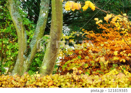 My garden. Colorful autumn forest with yellow and orange leaves. Beautiful nature landscape of tree trunks and wild bright color plants. Eco friendly woods with lush foliage during fall season. 121819385