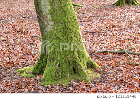 Nature copy space of tree trunk in autumn covered with moss for background or wallpaper. Empty and quiet fall landscape of one mossy timber in rural woodland with brown dead leaves on the ground Nature copy space of tree trunk in autumn covered with moss for background or wallpaper. Empty and quiet fall landscape of one mossy timber in rural woodland with brown dead leaves on the ground 121819440
