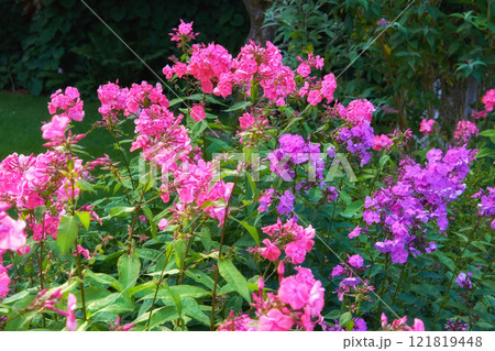 My garden. Lush landscape with colorful flowers growing in a garden on a sunny day outside in spring. Vibrant pink and purple floral fall phlox paniculata blooming and blossoming in nature. 121819448