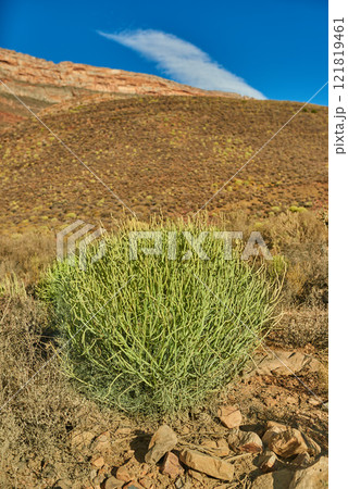 Plants on a hill or mountain in South Africa, Western Cape. Bush of spurges on an open and empty field against a blue sky in summer. Greenery and vegetation growing in nature with copy space Plants on a hill or mountain in South Africa, Western Cape. Bush of spurges on an open and empty field against a blue sky in summer. Greenery and vegetation growing in nature with copy space 121819461